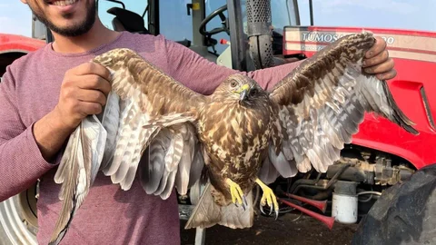 Adana'da Şahin Kurtarma Çabası