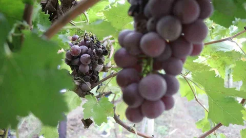 Sakarya'da Üzüm Verimi Düştü