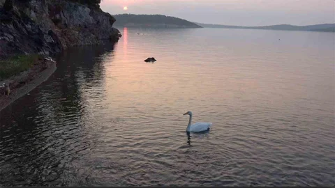Ayvalık'ta Sevimli Kuğu Paşa