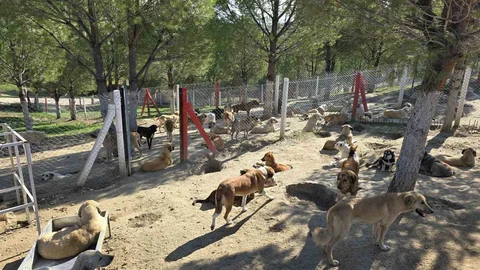 Sahipsiz Köpekler Toplanıyor