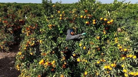 Adana'da Mandalina Fiyatları Düşüyor