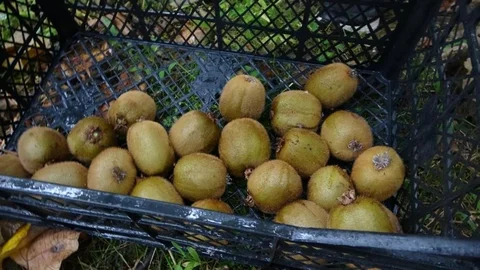 Yalova'da Kivi Üreticileri Endişeli
