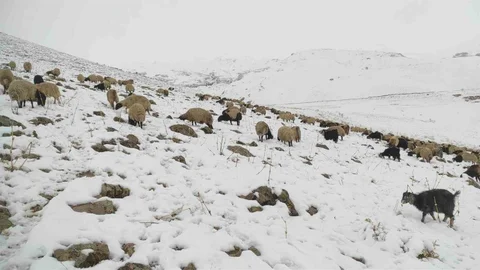 Şırnak'ta Koyunlar Yaylada Kaldı