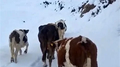 Hizan'da Ani Kar Yağışı