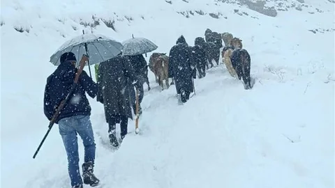 Hakkari'de Mahsur Kalan Hayvanlar Kurtarıldı
