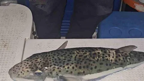 Gemlik Körfezi'nde Balon Balığı Bulundu