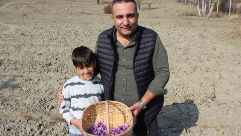 Dünyanın En Pahalı Baharatı Çorum'da Yetiştirildi