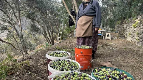 Artvin'de Butko Zeytini Hasadı