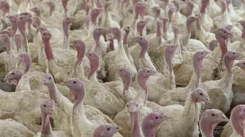 Bolu'da Kuş Gribi Uyarısı