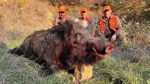 Tekirdağ'da Dev Yaban Domuzu Avı