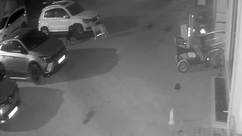 Kastamonu'da Sokak Köpekleri Araçları Parçaladı