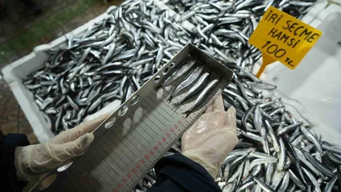 Samsun'da Balık Denetimi