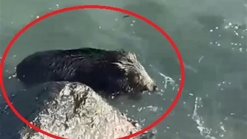 Ordu'da Yaban Domuzu Görüntülendi