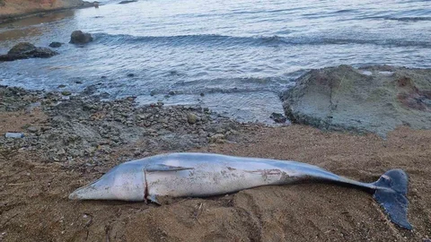 Çanakkale'de Ölü Yunus Balığı