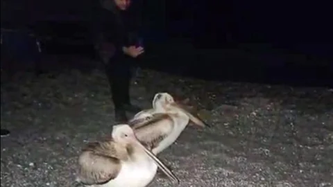 Antalya'da Pelikan Görüntüleri