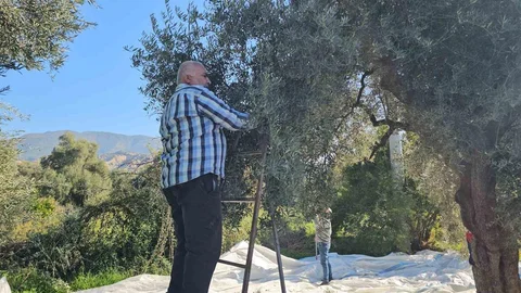 Aydın'da Zeytin Hasadı Devam Ediyor