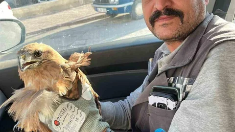 Kırşehir'de Yaralı Şahin Bulundu