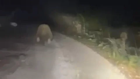 Bolu'da Ayı Kaçışı