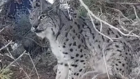 Van'da Vaşak Görüntülendi