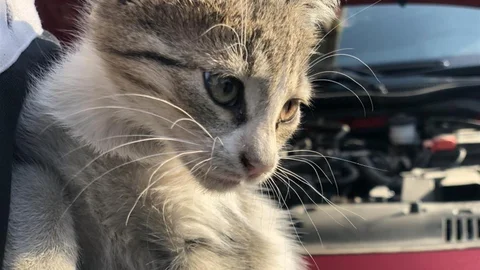 Erzincan'da Sokak Hayvanlarına Dikkat Edin