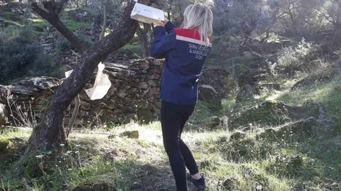 Söke'de Zeytin Sineği Mücadelesi Sürüyor