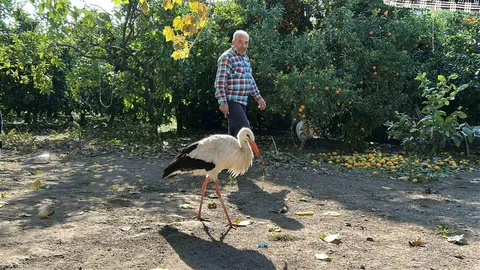 Leylek Kümeste Tavuklarla Yaşıyor