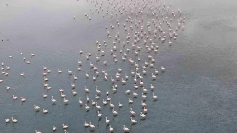 Van Gölü'nde Flamingo Akını