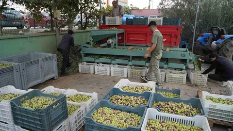 Kazdağları'nda Yeşil Çizik Zeytin Hasadı Başladı