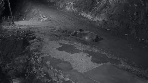 Trabzon'da Ayı İle Kovalamaca