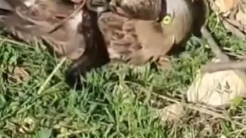 Hatay'da Yılan ve Kartal Mücadelesi