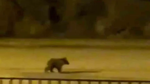 Yavru Ayı Karabük Merkezde Görüntülendi