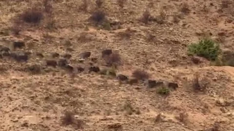 Elazığ'da Domuz Sürüsü Görüntülendi