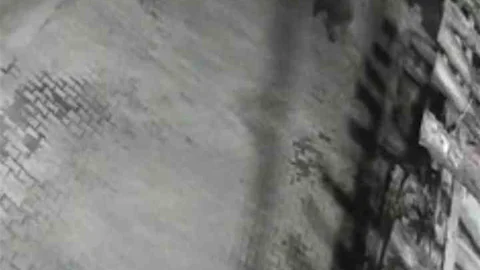 Bartın'da Ayılar Yerleşim Alanına İndi