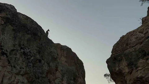 Tunceli'de Dağ Keçileri Görüntülendi