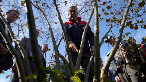 Fındıkta Dal Sayısı Verimi Etkilemez