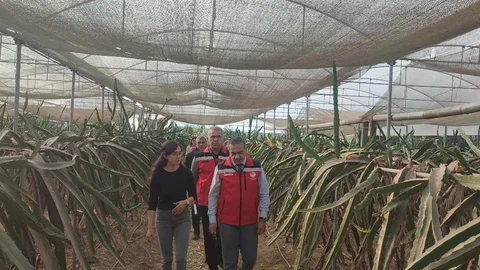 Aydın'da Pitaya Üretimi Artıyor