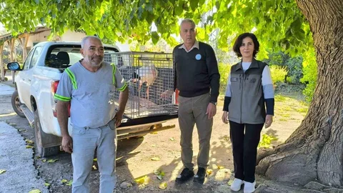 Hatay'da Yaralı Leylek Tedavi Ediliyor