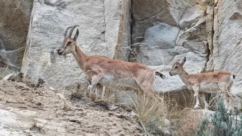 Uzundere'de Dağ Keçileri Görüntülendi