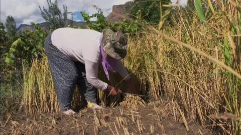 Yusufeli'nde Pirinç Hasadı Başladı