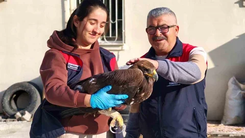 Tunceli'de Yaralı Kartal Tedavi Altında