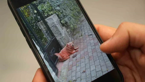 Kocaeli'de Boyalı Köpekler Gündemde