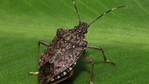 Kahverengi Kokarcalarla Biyolojik Mücadele Başlıyor