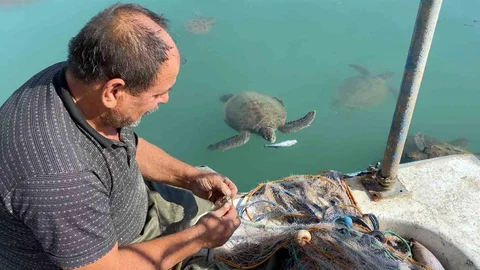 Mersin'de Caretta Carettalar Limanı Mesken Ediyor