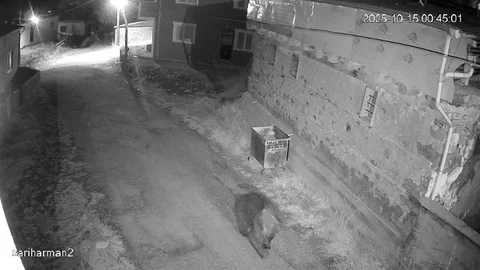 Sivas'ta Ayılar Yerleşim Alanlarına Girdi