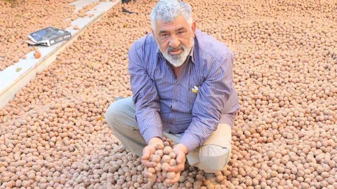 Denizli'de Ceviz Üretimi Avantajlı