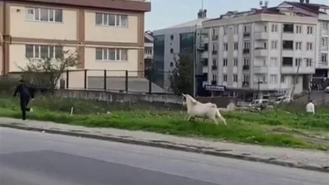 Esenyurt’ta Keçi Kovalamacası Yaşandı