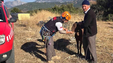 Korkuteli'nde Mahsur Kalan Keçi Kurtarıldı