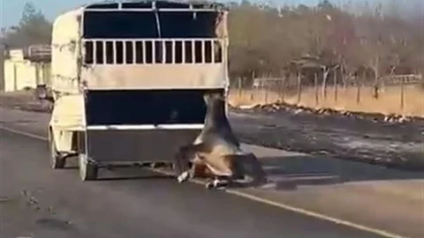 Batman'da Kamyonet Arkasında Sürüklenen At