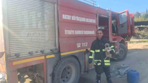 Hatay'da Yavru Köpek Kurtarıldı