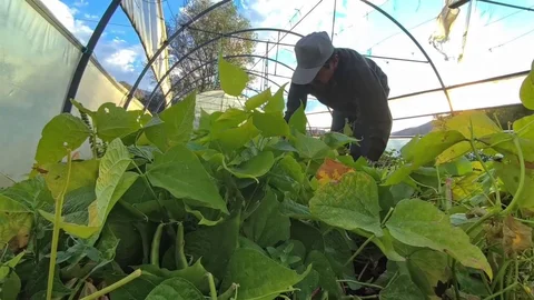 İspir Fasulyesi Dünya Mutfaklarına Giriyor